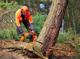 Seasonal Cleanup (Spring/Fall) in Inverness, CO