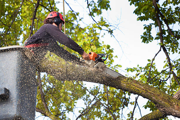 Best Tree Removal  in Inverness, CO